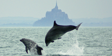Dauphins en baie du Mont-Saint-Michel