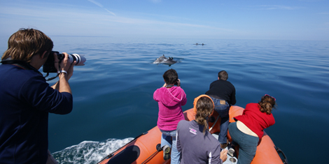 Observateurs de dauphins dans le zodiac du Groupe d’Étude des Cétacés du Cotentin (GECC)