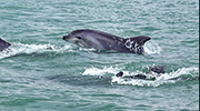 GECC observation dauphins MAAF Cotentin