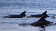 GECC-MAAF observation grands dauphins 