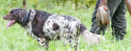 accident de chasse